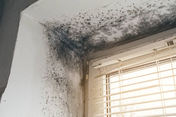 Affordable Mold Remediation solutions in Kensington, NY
